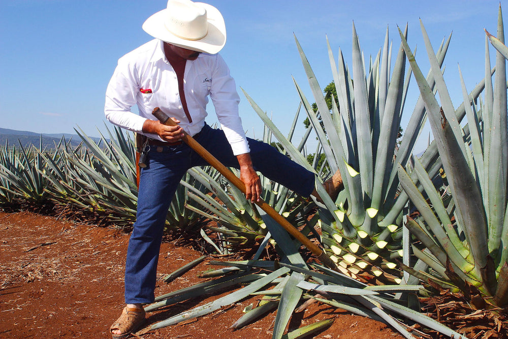 latinaspirits