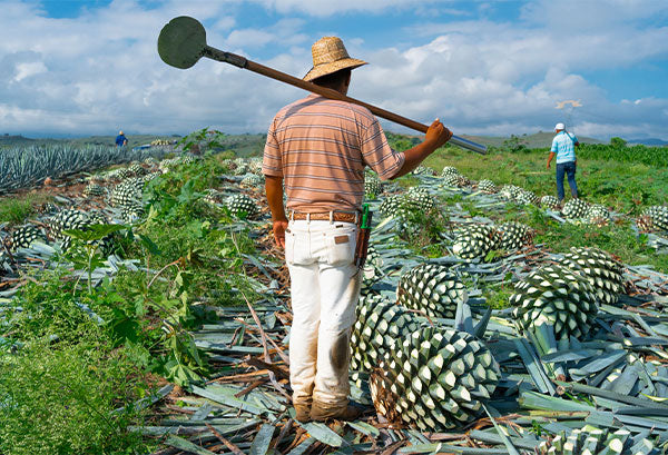 RESPECT DE NOTRE ENVIRONNEMENT